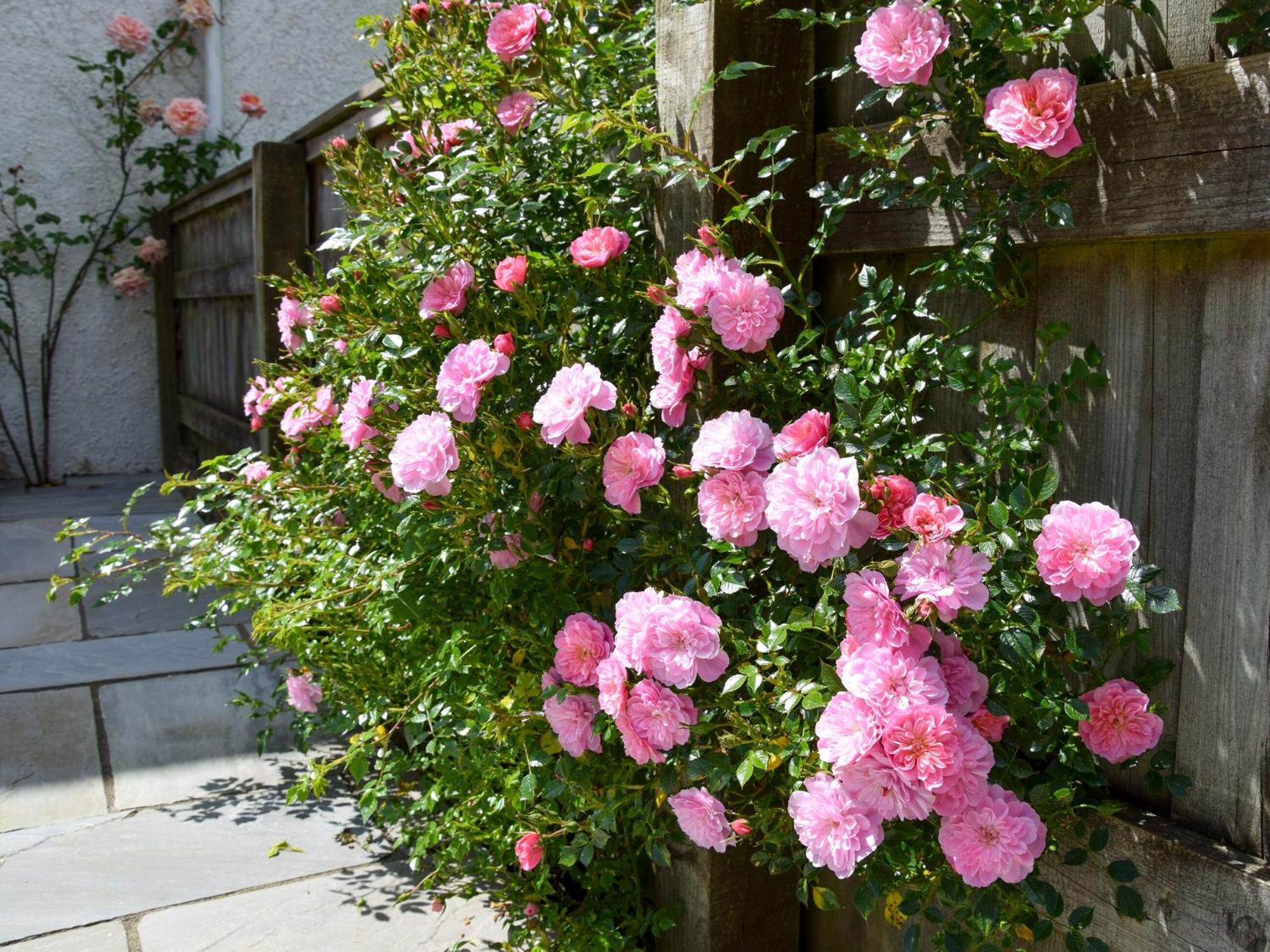 Villa Sweet Briar - 8234 Bridport Exterior foto
